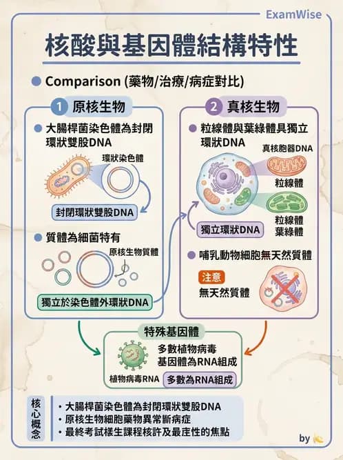 營養 - 核酸與基因表現 - AI 圖文解析預覽