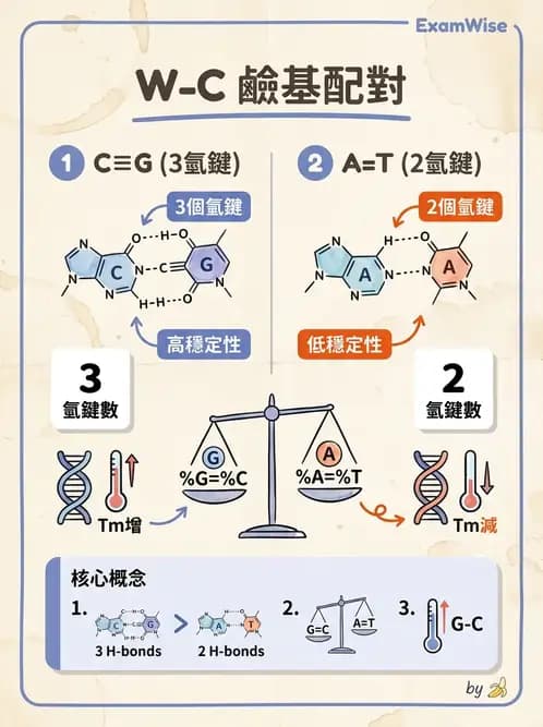 營養 - 核酸與基因表現 - AI 圖文解析預覽