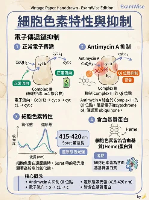 營養 - 能量代謝 - AI 圖文解析預覽