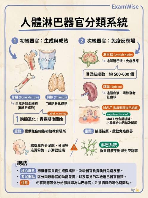 護理師 - 免疫系統組成、抗原-抗體、補體、先天性免疫 - AI 圖文解析預覽