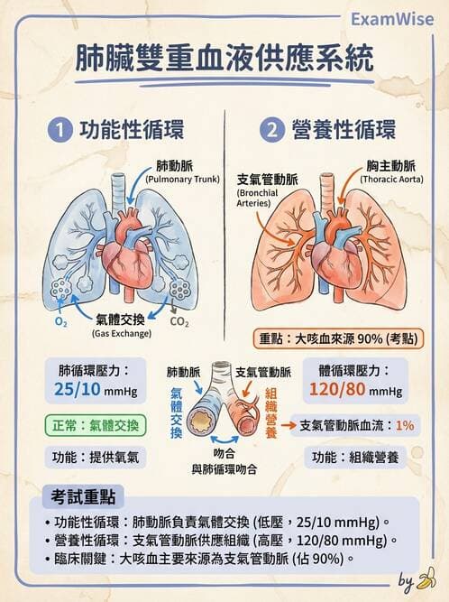 護理師 - 循環系統 - AI 圖文解析預覽