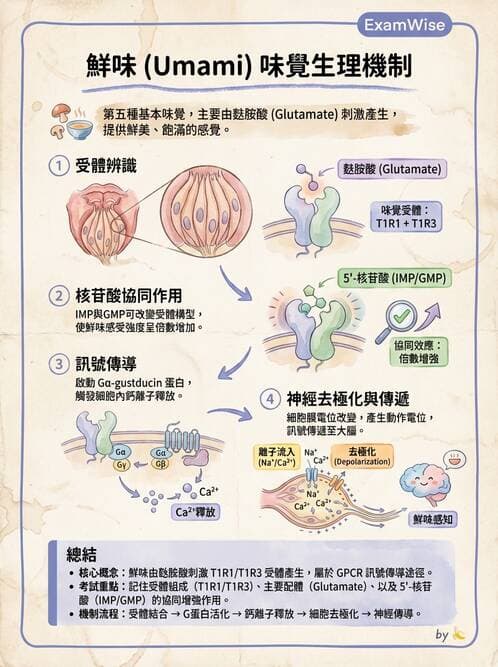 護理師 - 消化系統 - AI 圖文解析預覽