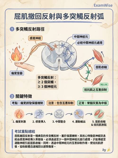 護理師 - 神經傳導、突觸與反射 - AI 圖文解析預覽