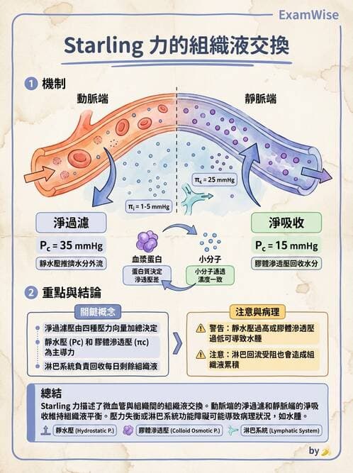 護理師 - 循環系統 - AI 圖文解析預覽