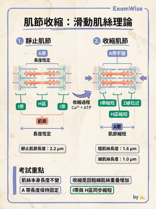 護理師 - 肌肉 - AI 圖文解析預覽