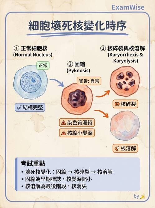 護理師 - 發炎、細胞傷害及修復 - AI 圖文解析預覽