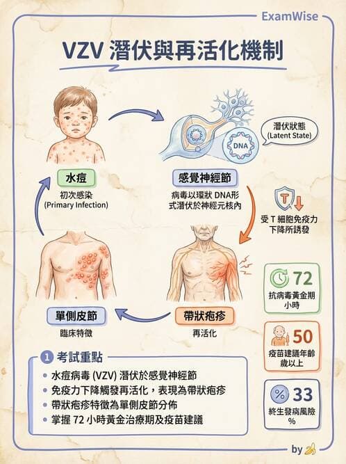護理師 - DNA 病毒與肝炎病毒 - AI 圖文解析預覽