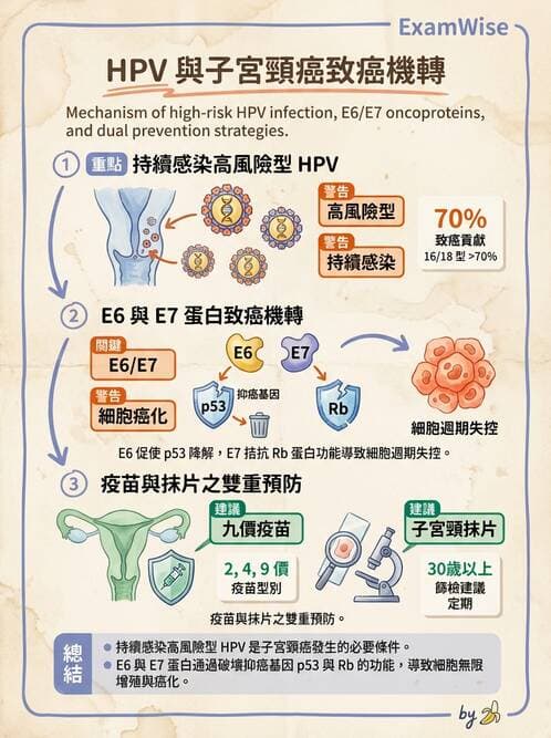 護理師 - DNA 病毒與肝炎病毒 - AI 圖文解析預覽