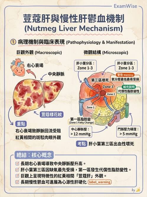 護理師 - 消化及肝膽/胰系統 - AI 圖文解析預覽