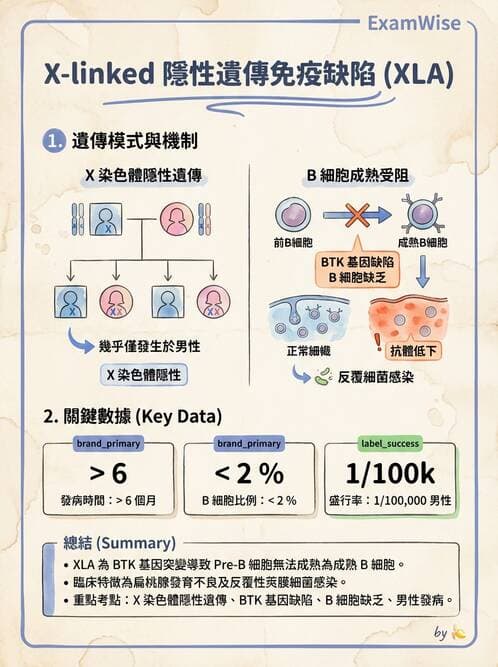 護理師 - 免疫疾病 - AI 圖文解析預覽