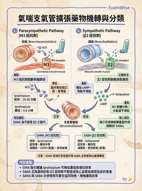 護理師 - 呼吸道及胃腸道作用藥物 - AI 圖文解析預覽