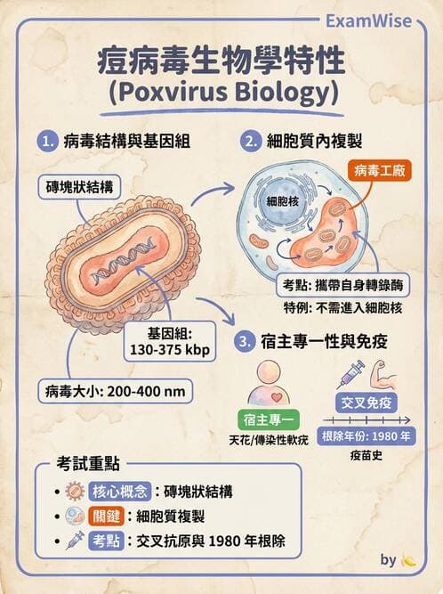 護理師 - DNA 病毒與肝炎病毒 - AI 圖文解析預覽