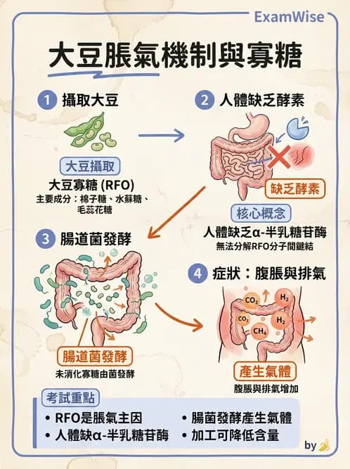 營養 - 醣類結構與膳食纖維 - AI 圖文解析預覽