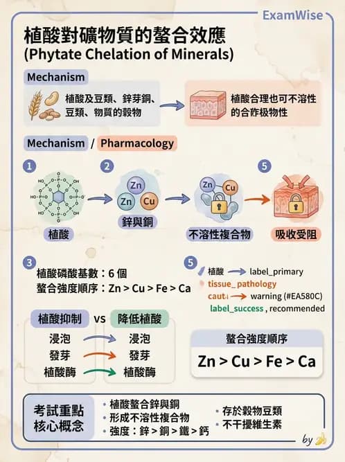 營養 - 鋅與銅營養 - AI 圖文解析預覽