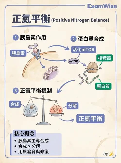 營養 - 蛋白質結構、功能與需求量 - AI 圖文解析預覽