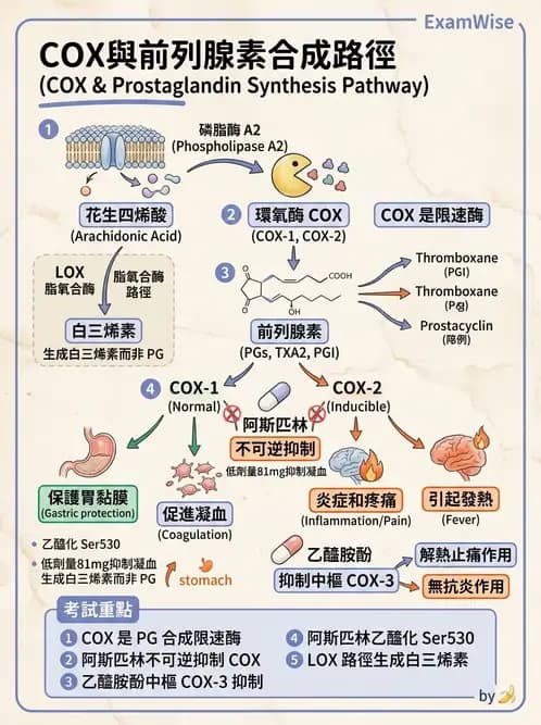 營養 - 脂肪酸種類與必需脂肪酸 - AI 圖文解析預覽