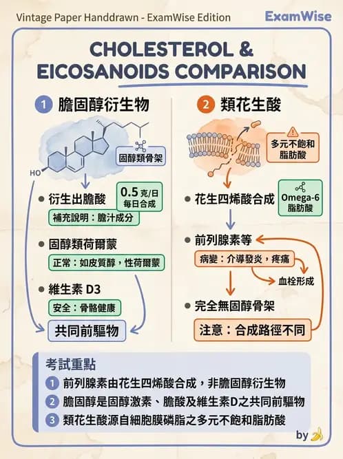 營養 - 脂蛋白與膽固醇代謝 - AI 圖文解析預覽