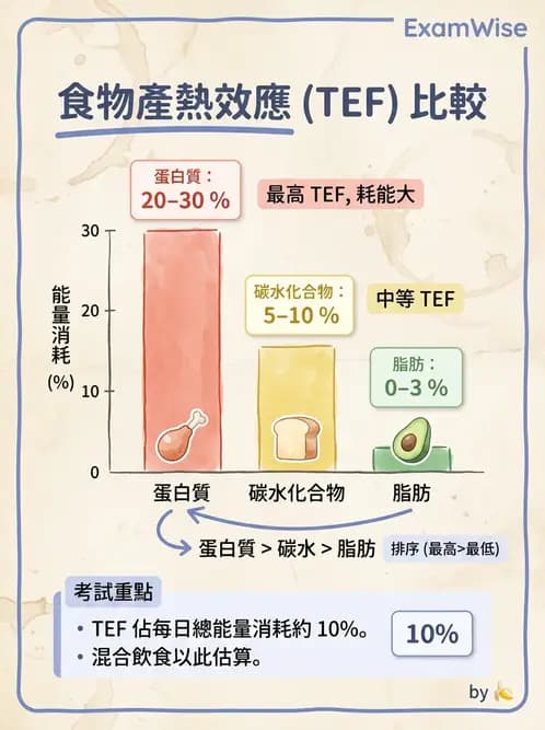 營養 - 能量平衡與食慾控制 - AI 圖文解析預覽