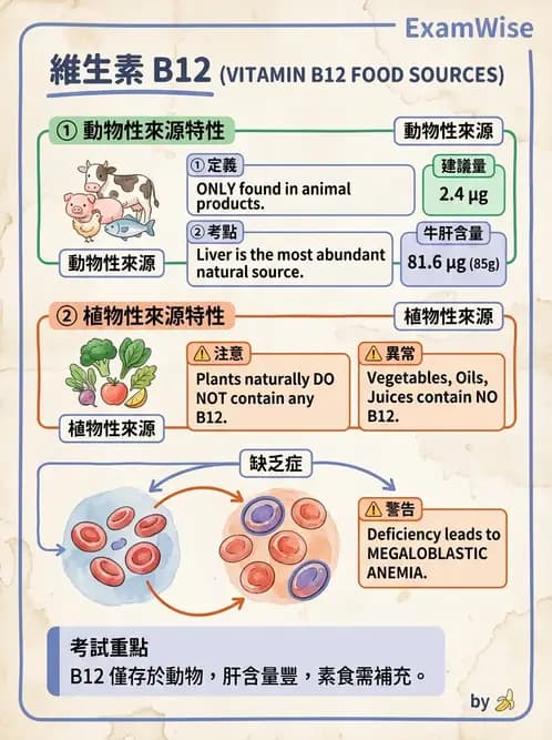 營養 - 單碳代謝與造血B群維生素 - AI 圖文解析預覽