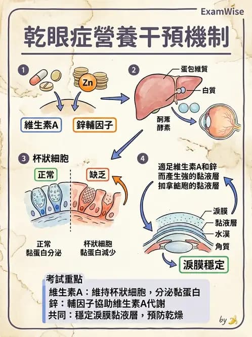 營養 - 維生素A - AI 圖文解析預覽