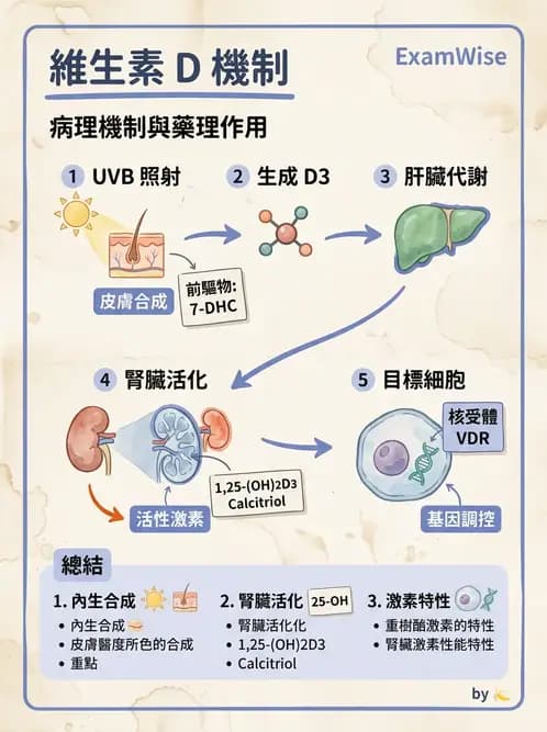 營養 - 維生素D - AI 圖文解析預覽