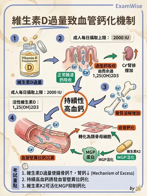 營養 - 維生素D - AI 圖文解析預覽