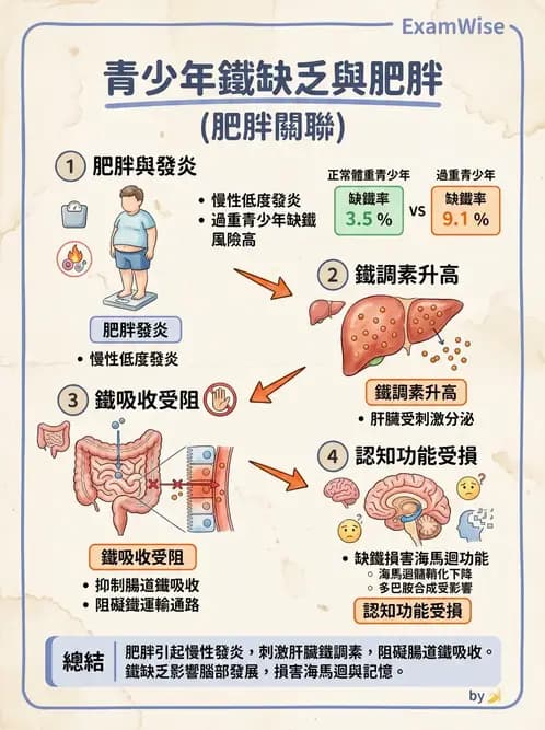 營養 - 兒童青少年與老年營養 - AI 圖文解析預覽