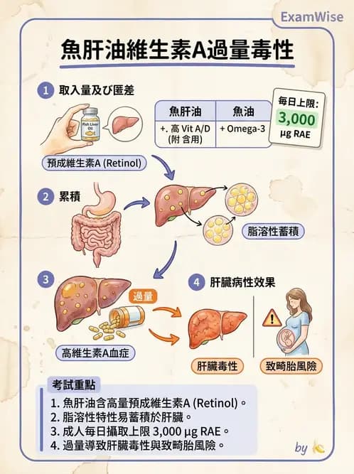 營養 - 維生素A - AI 圖文解析預覽