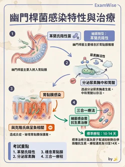 營養 - 腸胃道疾病 - AI 圖文解析預覽