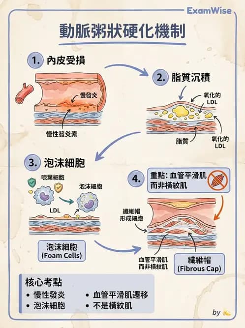營養 - 心臟衰竭、移植與血脂管理 - AI 圖文解析預覽