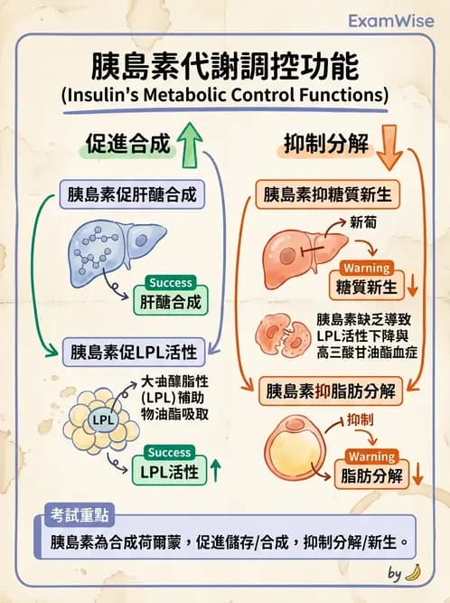 營養 - 糖尿病與代謝症候群 - AI 圖文解析預覽