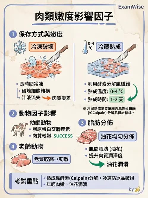 營養 - 動植物性食材製備原理 - AI 圖文解析預覽