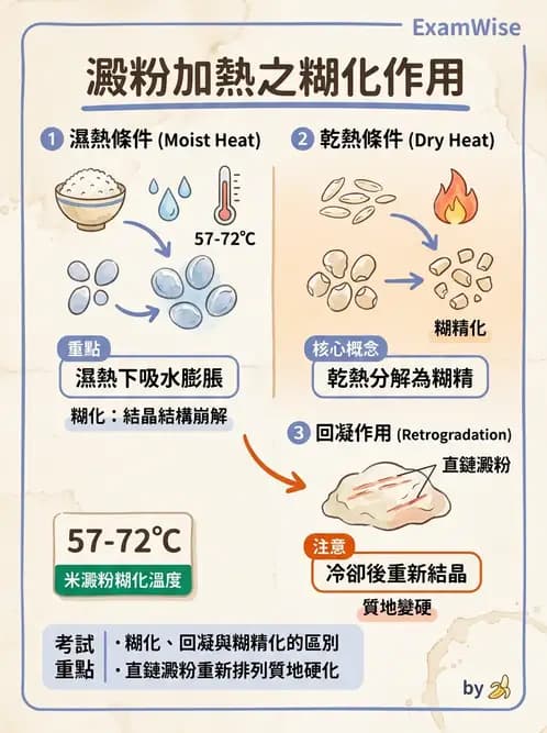 營養 - 穀類、澱粉與麵粉製備原理 - AI 圖文解析預覽