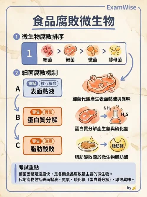 營養 - 食品腐敗微生物學 - AI 圖文解析預覽