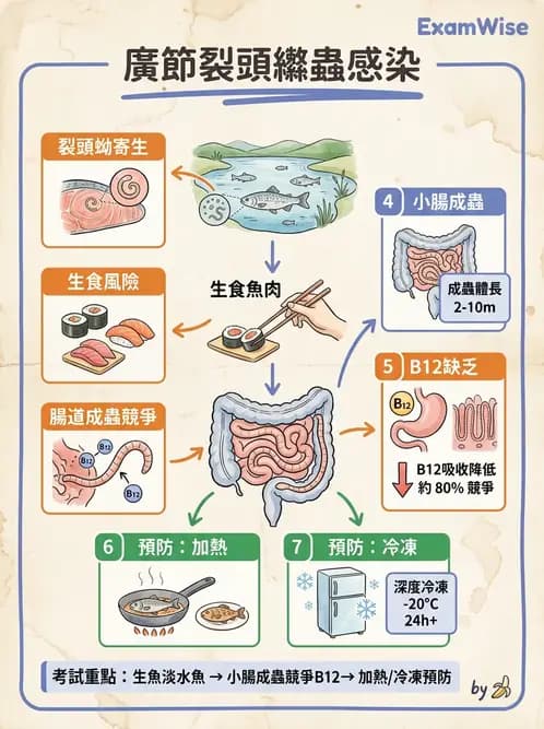 營養 - 生物性污染與寄生蟲 - AI 圖文解析預覽