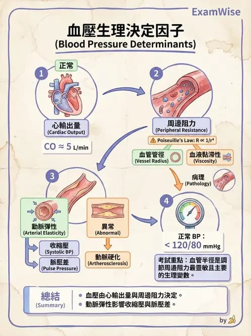 護理師 - 循環評估(脈搏與血壓) - AI 圖文解析預覽