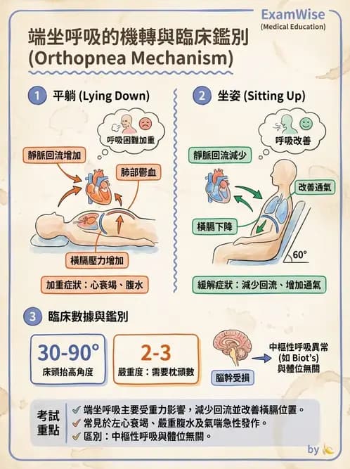 護理師 - 體溫與呼吸評估 - AI 圖文解析預覽