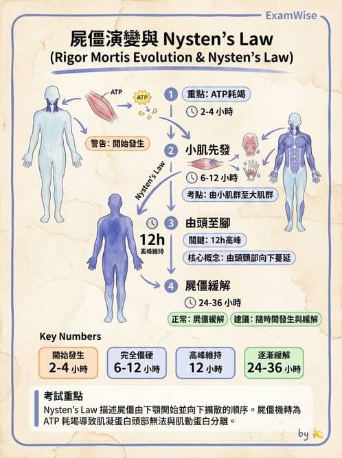 護理師 - 臨終與哀傷護理 - AI 圖文解析預覽