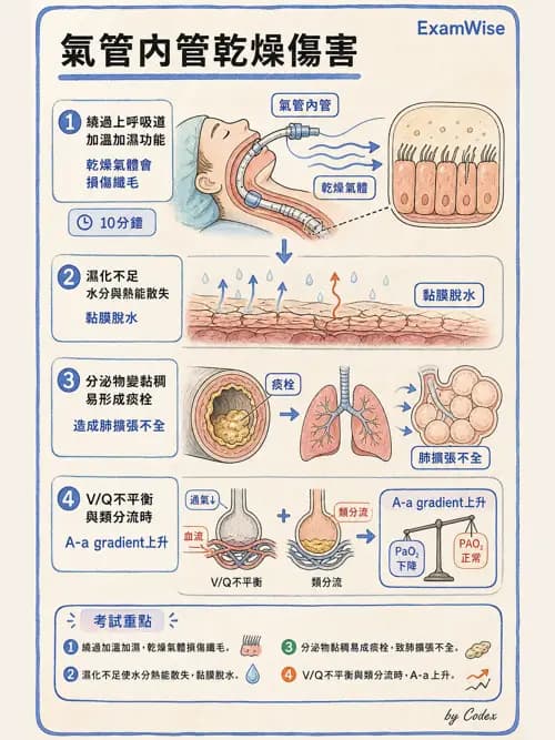 麻醉專護 - 麻醉機與呼吸系統 - AI 圖文解析預覽