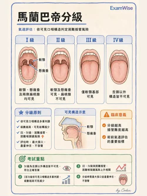 麻醉專護 - 呼吸道評估與處置 - AI 圖文解析預覽