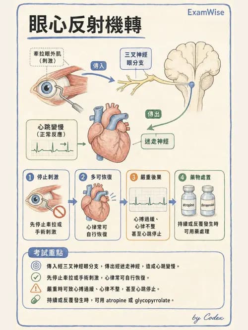 麻醉專護 - 各科手術與特殊族群麻醉 - AI 圖文解析預覽