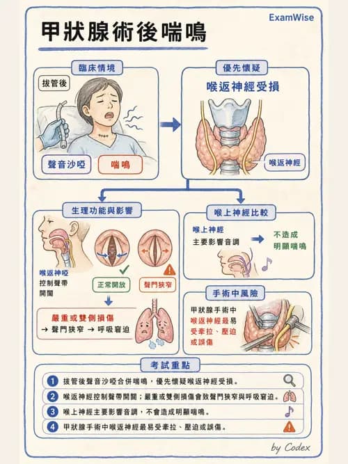 麻醉專護 - 頭頸/耳鼻喉/眼科手術麻醉 - AI 圖文解析預覽