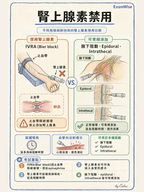 麻醉專護 - 周邊神經阻斷術 - AI 圖文解析預覽