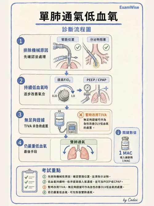 麻醉專護 - 單肺通氣與雙腔氣管內管 - AI 圖文解析預覽