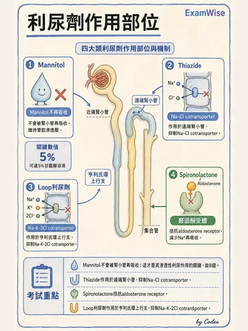 麻醉專護 - 心血管作用藥物與升壓劑 - AI 圖文解析預覽