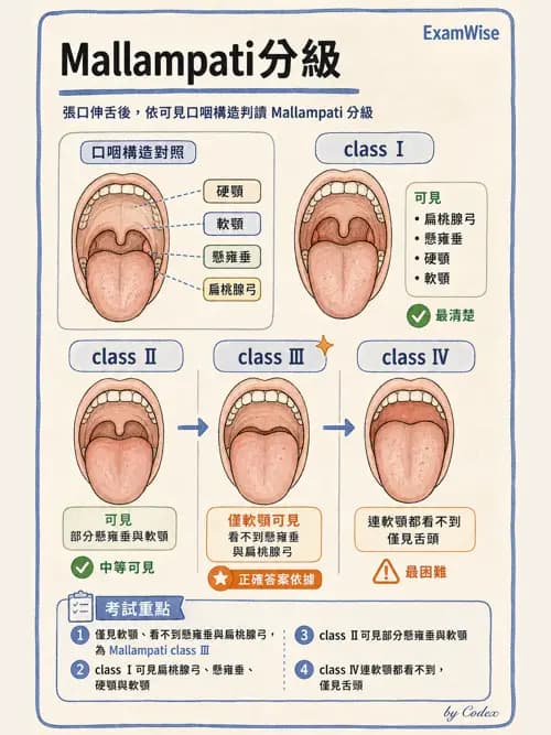 麻醉專護 - 呼吸道評估與處置 - AI 圖文解析預覽