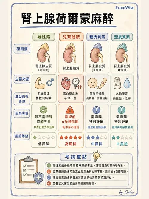 麻醉專護 - 內分泌與代謝疾病評估 - AI 圖文解析預覽