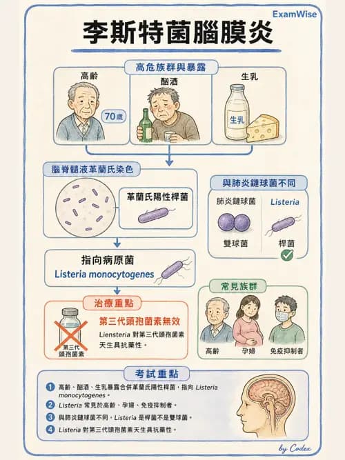 麻醉專護 - 感染症、發燒與抗生素 - AI 圖文解析預覽