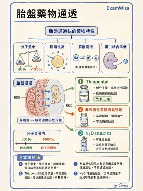 麻醉專護 - 產科麻醉 - AI 圖文解析預覽