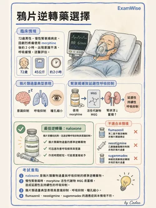 麻醉專護 - 鴉片類與非鴉片類止痛藥 - AI 圖文解析預覽